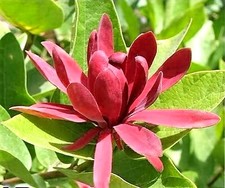10 SWEETSHRUB Carolina Allspice Fragrant Calycanthus Floridus Shrub Flower Seeds