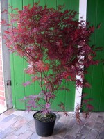 Acer palmatum 'Atropurpureum', Roter Fächerahorn, Ahorn