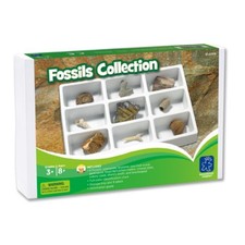Fossils Collection Ei-5204 Brand New