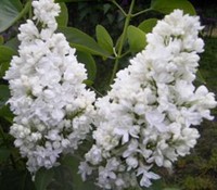 Edelflieder 'Mme Lemoine', Syringa, Fliederbaum, Flieder im Topf 40-60 cm