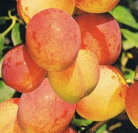 APRIKOSENMIRABELLE BAUM "APRIMIRA" 170-200 CM  !! NEUHEIT !!