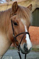  Komb. Nasenriemen  von Fakur  mit weißen Nähten Isländer Islandpferdetrense 