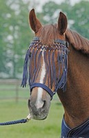 Fliegenkordelband EXKLUSIV Busse Fliegenschutz NEU Pony