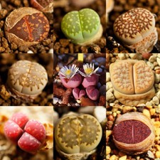 100 X Rare Mixed Lithops Seeds Living Stones Succulent Cactus Organic Bulk Seeds