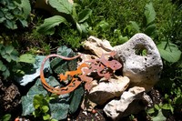 EDELROST  GARTENDEKO  "GECKO "  20 x 32 cm -   GARTENOBJEKT 