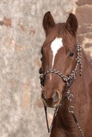 BAREFOOT JUNIPER KNOTENHALFTER 3-IN-1, 2 GRÖßEN !! 4005