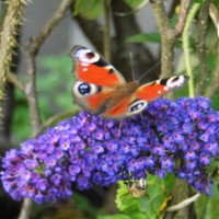 Sommerflieder Schmetterlingsflieder 'Empire Blue', Flieder im Topf 60-100 cm