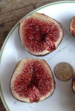 (3) Fig Tree Cuttings - Kure Beach Unknown - Big Purple Figs!