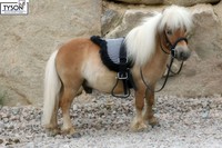 Barepad Sattel ersatz Reitkissen Bareback Sattelpad Minishetty Shetty Tysons !!