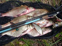 10 kgTopFish3000Lockfutter Angelfutter Wettkampfutter Rotaugen Brassen (1,75€/kg