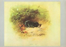 Mole Vintage 1974 Animal Print A.Thorburn