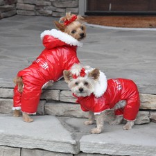 ebay teacup yorkies for sale teacup yorkies for sale ebay ebay teacup yorkies for sale teacup yorkies for sale ebay