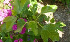 Fetifero / dall'Osso fig tree-3 cuttings- rare fig