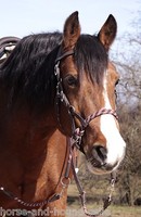 Barefoot Kopfstück Syringa m. Zügeln - Sidepull Bitless Bridle - H&H Celle