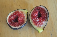 ficus carica fig black madeira 50 fresh cuttings