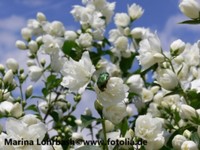 Gartenjasmin Jasmin  Pfeifenstrauch Schneesturm gefüllte Blüten 60/100 cm