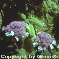 Samthortensie 40-60cm - Hydrangea sargentiana