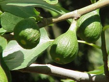 Fig Tree - 'Magnolia' -  Fruiting Fig Tree