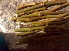 Olympian  fig tree cuttings,4 fresh cuttings