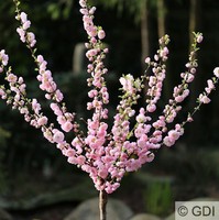 Hochstamm Mandelbäumchen 60-80cm - Prunus triloba
