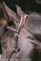 Barefoot Contour Physio Kopfstück - 3 Größen & 2 Farben- Horse & Hound Celle