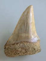 Miozän  Top Hai-Zahn von  Cosmopolitodus hastalis  Rumst in Belgien  3979