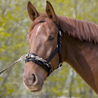 Kieffer Kappzaum Nylon / Größe Warmblut