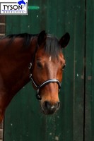 Lederhalfter Glitzer Strass Halfter Glitzer Leder Halfter Schwarz VB WB  X Full 