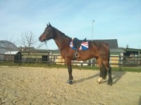 Thorowgood 17 Zoll Dressursattel