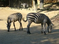 THW Kiel * Stammblatt * plus Dauerkarte für die Saison 2016/17 * 1 x Stehplatz