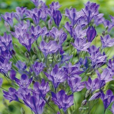 10 x Brodiaea 'Queen Fabiola' Bulbs. (Triteleia) blue. lot 15