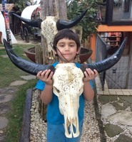 Büffelschädel, Stierkopf, Longhorn Schnitzerei -TAXIDERMY SKULL Little Big Horn 