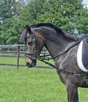 Busse  Ausbindezügel Oesen-Elastik, einfach einzustellen