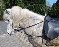 Ausbildung  Korrektur Zügel von ICE-line schwarz  Isländer Islandpferd 