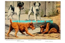 1919~Smooth & Wire Fox Terrier Dogs~Irish & Welsh Terrier Dogs~New Lg Note Cards