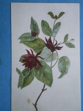 POSTCARD  ROYAL HORTICULTURAL SOCIETY - CAROLINA ALLSPICE