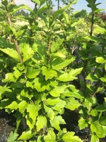 Garteneibisch Woodbridge, Zierstrauch lila-rot blühend, LH versch. Größen, im To