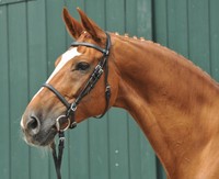 Neu Tekking Trense aus Gummi ähnlichem Material + passende Zügel Gr. WB