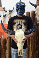 Büffellkopf Stierschädel Longhorn Büffelschädel  TAXIDERMY SKULL LITTLE BIG HORN