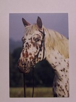 Pferde Postkarte - KNABSTRUPPER - Galery of Animal Photography Polen 8/2008