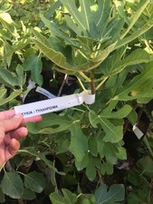 FIG TREE  RARE GREEK '' TILLIRISIMA '' PLANT