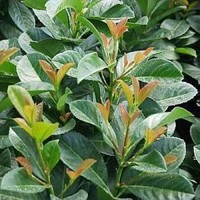 KIRSCHLORBEER BAUM " ETNA "  HALB ODER HOCHSTAMM  KUGEL !!!