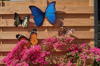 Schmetterling Metall 30cm Wand Deko 4 Modelle Bunt Garten Wandschmuck Falter
