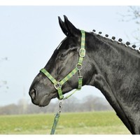 Busse Halfter JAKE Vollblut NEU grün VB