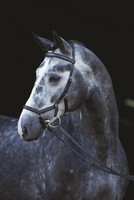 HORSEWARE Rambo Micklem Competition Bridle Trense Zaum LPO UVP 172,90€ pferdo24