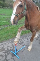 Hufbock, Hufschmiedebock, Hufpflege, Reithalle, Hufbeschlagbock, Pferdepflege