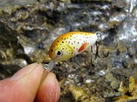 DORADO ALASKA MINI FORELLEN WOBBLER 2,5CM. TOP KÖDER FÜR FORELLE ÄSCHE JERKBAIT