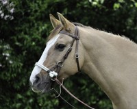 WESTERN Kopfstück SIDEPULL 1 oder 2 Ropes LEDER Pony oder Vollblut GESCHLAUFT