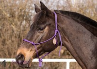 Knotenhalfter PROFI Brockamp BODENARBEIT HORSEMANSHIP