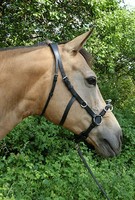 RHRH SoftGel Kappzaum EMPATHIA anatomisch GelGenickstück Longieren Leder Neu TOP